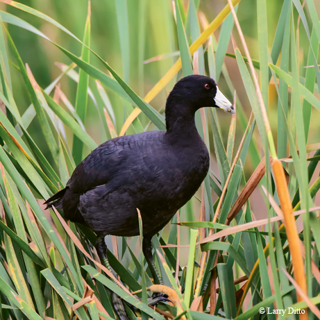 bird